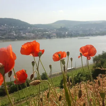 Ξενοδοχείο Ruthmann-rheinblick Garni 2*